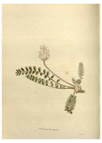 Reproducción/Reproduction 48623868876: The botanical cabinet. London :John & Arthur Arch ...,1817-1833.. 