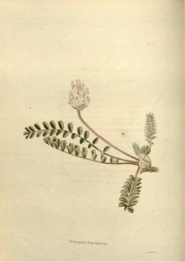 Reproducción/Reproduction 48623868876: The botanical cabinet. London :John & Arthur Arch ...,1817-1833.. 