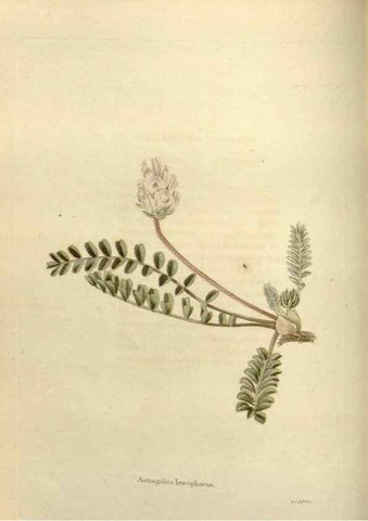 Reproducción/Reproduction 48623868876: The botanical cabinet. London :John & Arthur Arch ...,1817-1833.. 
