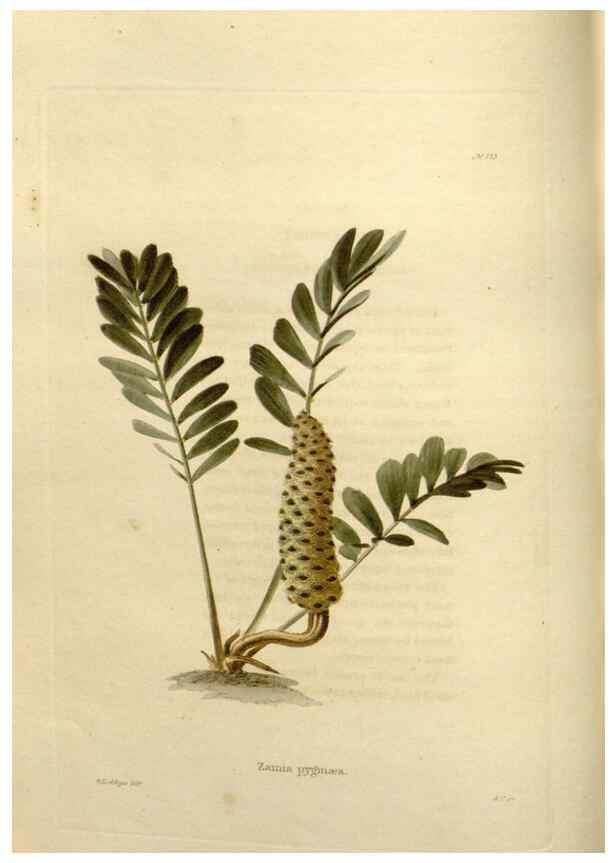 Reproducción/Reproduction 48623518123: The botanical cabinet. London :John & Arthur Arch ...,1817-1833.. 