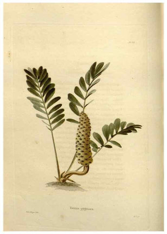 Reproducción/Reproduction 48623518123: The botanical cabinet. London :John & Arthur Arch ...,1817-1833.. 