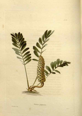 Reproducción/Reproduction 48623518123: The botanical cabinet. London :John & Arthur Arch ...,1817-1833.. 