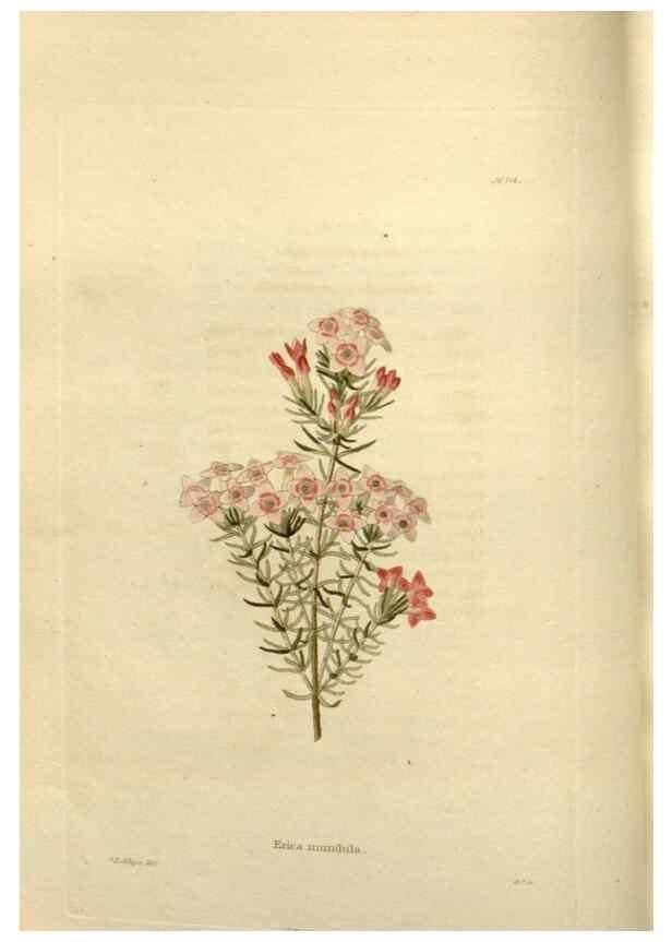 Reproducción/Reproduction 48623869816: The botanical cabinet. London :John & Arthur Arch ...,1817-1833.. 