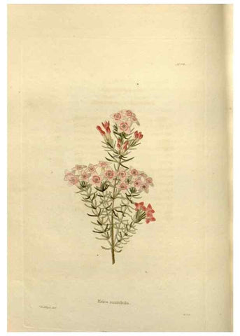 Reproducción/Reproduction 48623869816: The botanical cabinet. London :John & Arthur Arch ...,1817-1833.. 