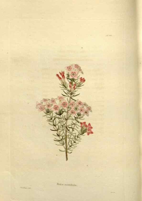 Reproducción/Reproduction 48623869816: The botanical cabinet. London :John & Arthur Arch ...,1817-1833.. 