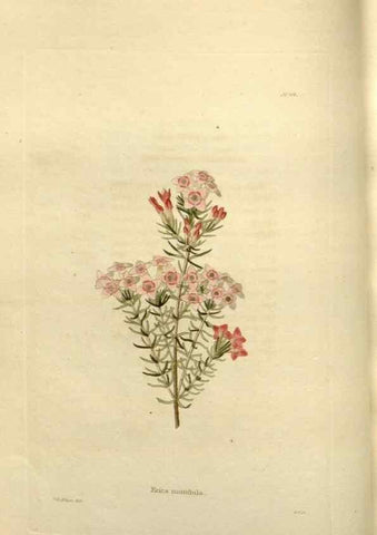 Reproducción/Reproduction 48623869816: The botanical cabinet. London :John & Arthur Arch ...,1817-1833.. 