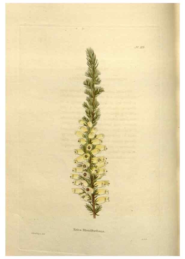 Reproducción/Reproduction 48623870156: The botanical cabinet. London :John & Arthur Arch ...,1817-1833.. 