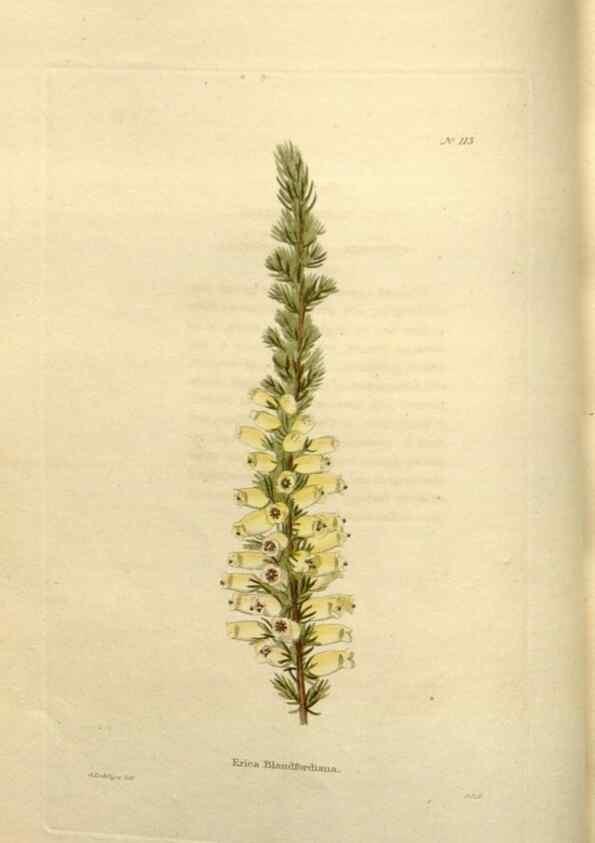 Reproducción/Reproduction 48623870156: The botanical cabinet. London :John & Arthur Arch ...,1817-1833.. 