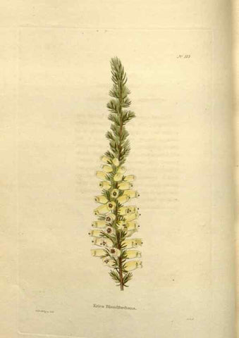 Reproducción/Reproduction 48623870156: The botanical cabinet. London :John & Arthur Arch ...,1817-1833.. 