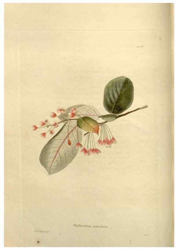 Reproducción/Reproduction 48624017957: The botanical cabinet. London :John & Arthur Arch ...,1817-1833.. 