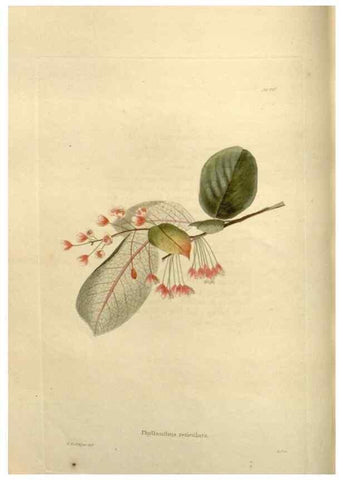 Reproducción/Reproduction 48624017957: The botanical cabinet. London :John & Arthur Arch ...,1817-1833.. 