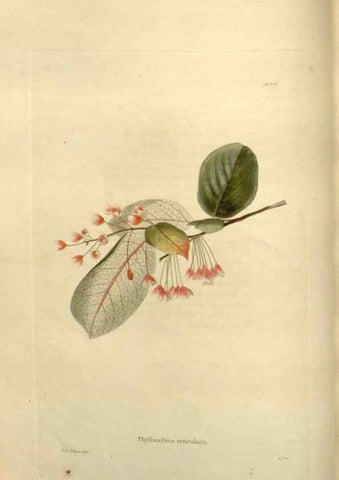 Reproducción/Reproduction 48624017957: The botanical cabinet. London :John & Arthur Arch ...,1817-1833.. 
