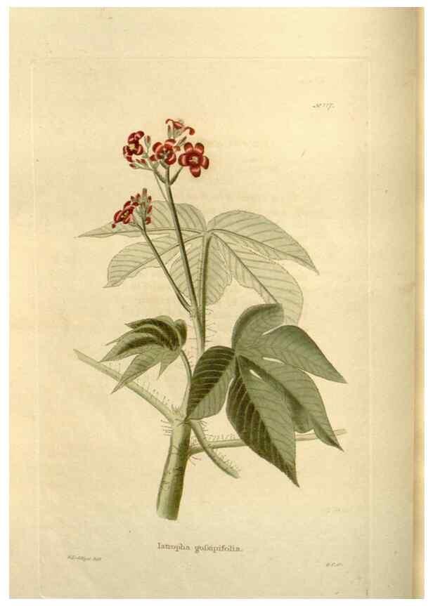 Reproducción/Reproduction 48624018277: The botanical cabinet. London :John & Arthur Arch ...,1817-1833.. 