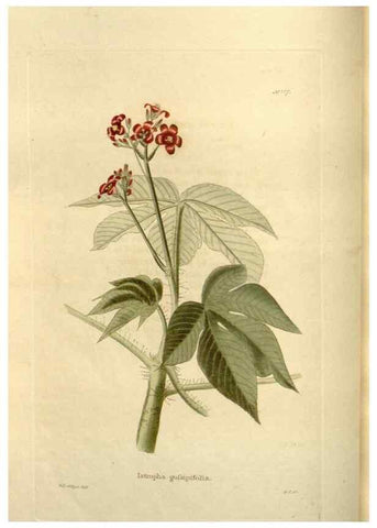 Reproducción/Reproduction 48624018277: The botanical cabinet. London :John & Arthur Arch ...,1817-1833.. 