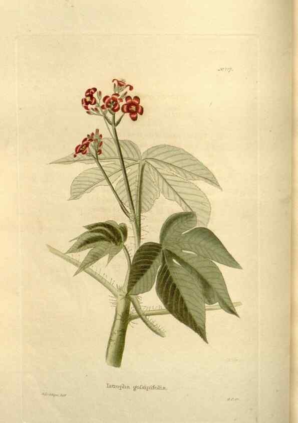 Reproducción/Reproduction 48624018277: The botanical cabinet. London :John & Arthur Arch ...,1817-1833.. 