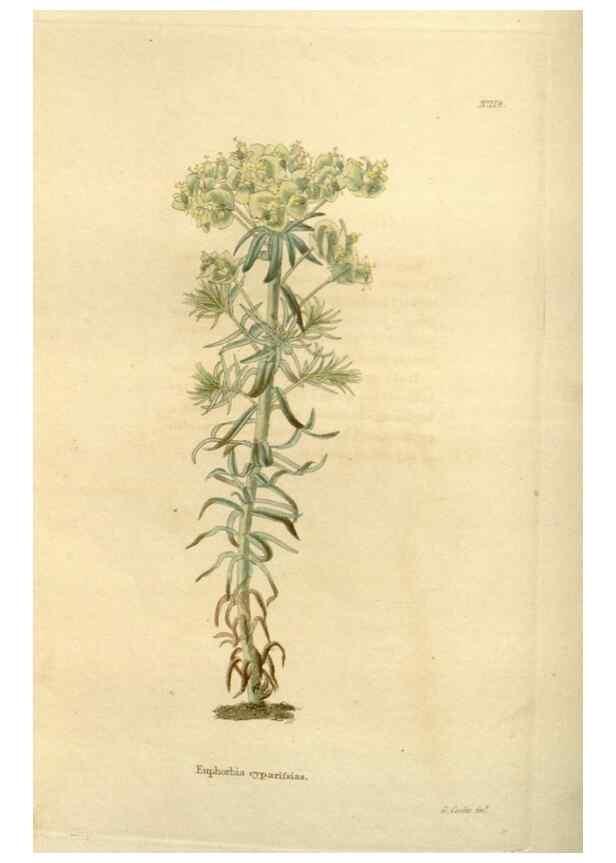 Reproducción/Reproduction 48623871191: The botanical cabinet. London :John & Arthur Arch ...,1817-1833.. 