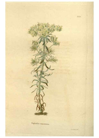 Reproducción/Reproduction 48623871191: The botanical cabinet. London :John & Arthur Arch ...,1817-1833.. 