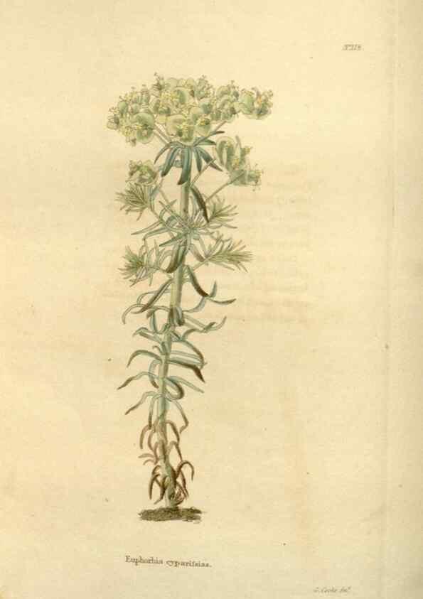 Reproducción/Reproduction 48623871191: The botanical cabinet. London :John & Arthur Arch ...,1817-1833.. 