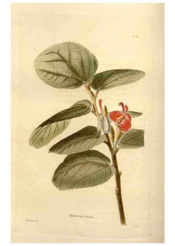 Reproducción/Reproduction 48623871481: The botanical cabinet. London :John & Arthur Arch ...,1817-1833.. 