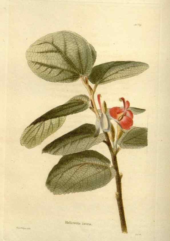 Reproducción/Reproduction 48623871481: The botanical cabinet. London :John & Arthur Arch ...,1817-1833.. 