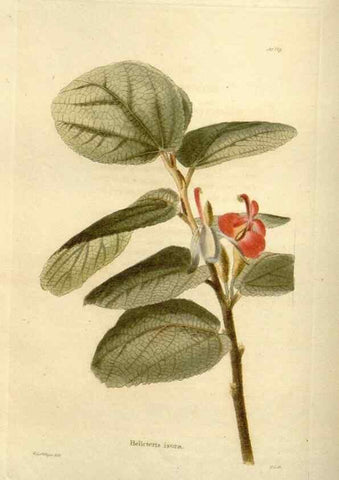Reproducción/Reproduction 48623871481: The botanical cabinet. London :John & Arthur Arch ...,1817-1833.. 