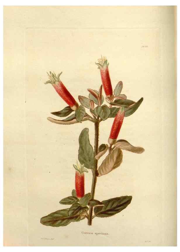Reproducción/Reproduction 48623517748: The botanical cabinet. London :John & Arthur Arch ...,1817-1833.. 
