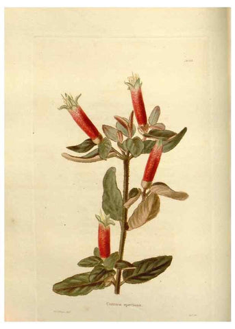 Reproducción/Reproduction 48623517748: The botanical cabinet. London :John & Arthur Arch ...,1817-1833.. 