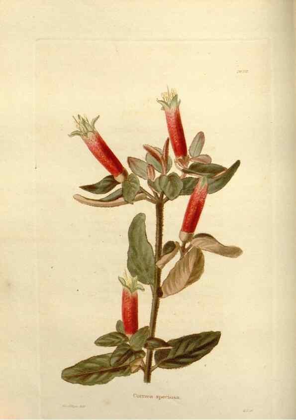 Reproducción/Reproduction 48623517748: The botanical cabinet. London :John & Arthur Arch ...,1817-1833.. 