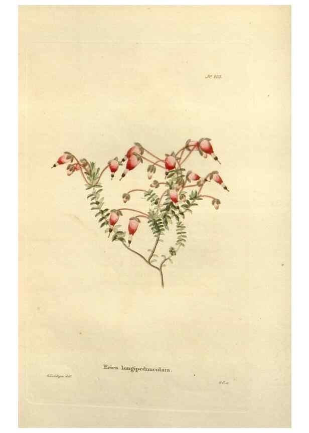 Reproducción/Reproduction 48623514378: The botanical cabinet. London :John & Arthur Arch ...,1817-1833.. 
