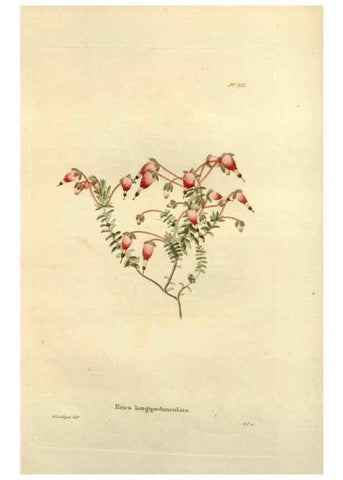 Reproducción/Reproduction 48623514378: The botanical cabinet. London :John & Arthur Arch ...,1817-1833.. 