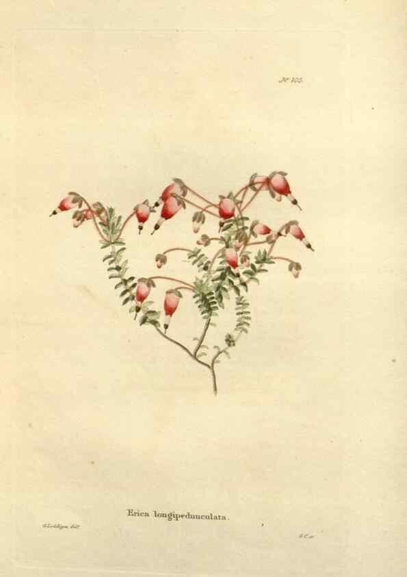 Reproducción/Reproduction 48623514378: The botanical cabinet. London :John & Arthur Arch ...,1817-1833.. 