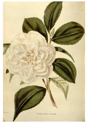 Reproducción/Reproduction 48623879426: The botanical cabinet. London :John & Arthur Arch ...,1817-1833.. 