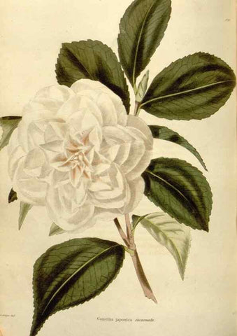 Reproducción/Reproduction 48623879426: The botanical cabinet. London :John & Arthur Arch ...,1817-1833.. 