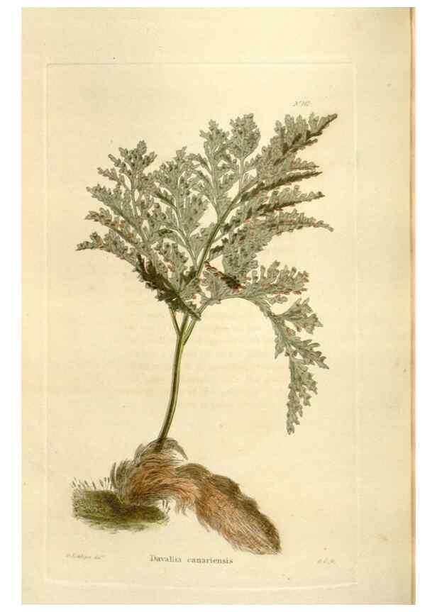Reproducción/Reproduction 48623528348: The botanical cabinet. London :John & Arthur Arch ...,1817-1833.. 