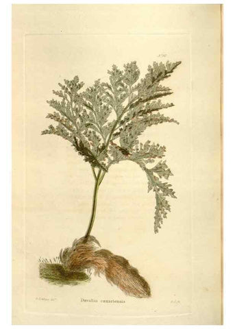 Reproducción/Reproduction 48623528348: The botanical cabinet. London :John & Arthur Arch ...,1817-1833.. 