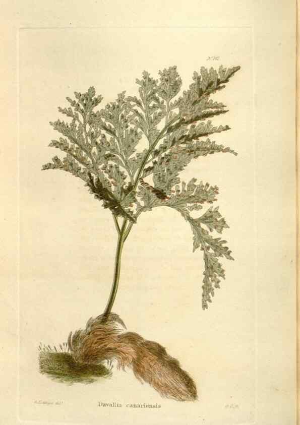 Reproducción/Reproduction 48623528348: The botanical cabinet. London :John & Arthur Arch ...,1817-1833.. 
