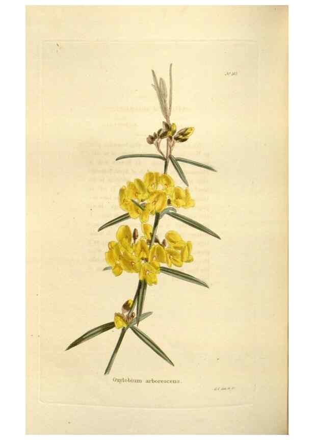 Reproducción/Reproduction 48623535033: The botanical cabinet. London :John & Arthur Arch ...,1817-1833.. 