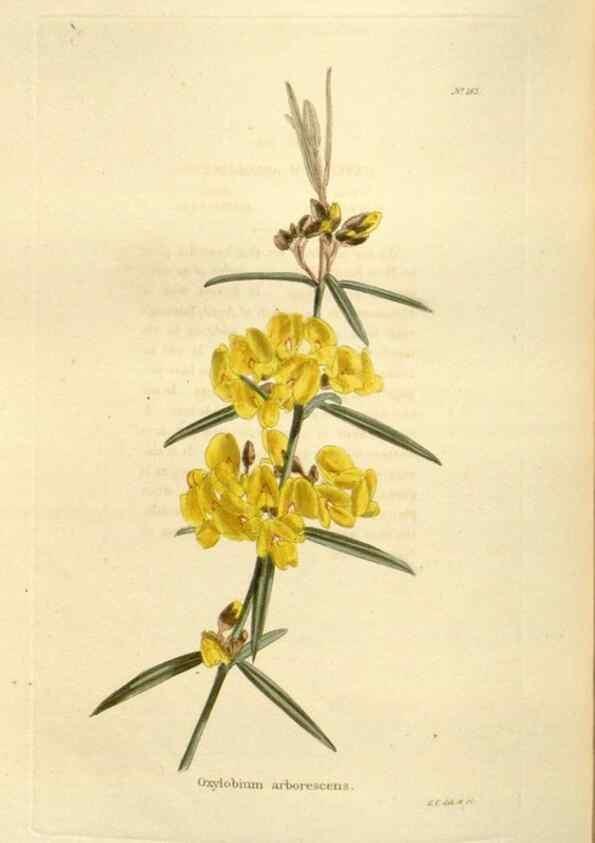 Reproducción/Reproduction 48623535033: The botanical cabinet. London :John & Arthur Arch ...,1817-1833.. 