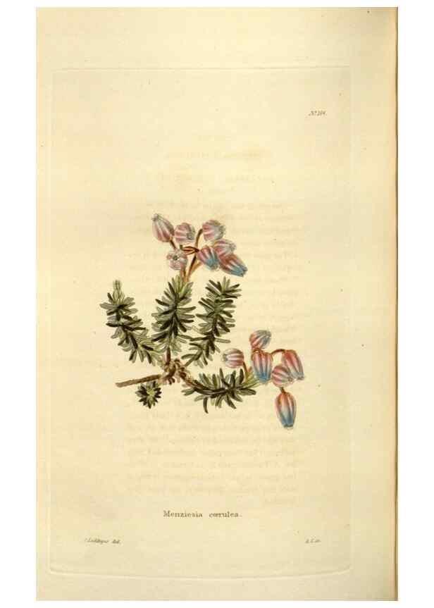 Reproducción/Reproduction 48623535318: The botanical cabinet. London :John & Arthur Arch ...,1817-1833.. 