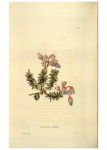 Reproducción/Reproduction 48623535318: The botanical cabinet. London :John & Arthur Arch ...,1817-1833.. 