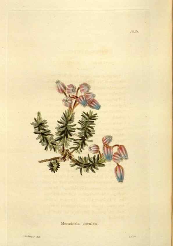 Reproducción/Reproduction 48623535318: The botanical cabinet. London :John & Arthur Arch ...,1817-1833.. 