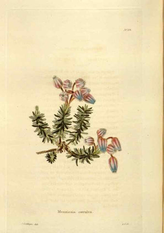 Reproducción/Reproduction 48623535318: The botanical cabinet. London :John & Arthur Arch ...,1817-1833.. 