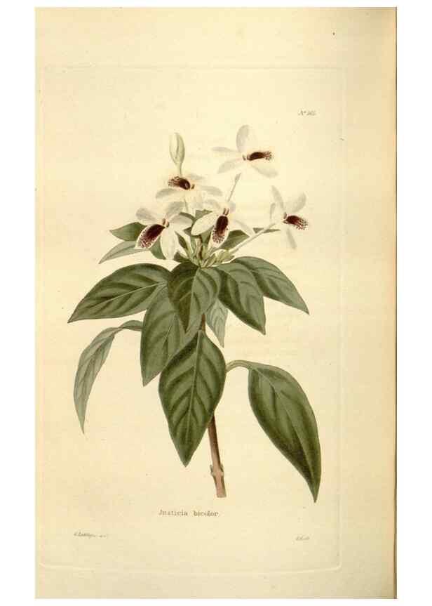 Reproducción/Reproduction 48623535568: The botanical cabinet. London :John & Arthur Arch ...,1817-1833.. 