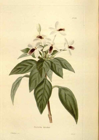 Reproducción/Reproduction 48623535568: The botanical cabinet. London :John & Arthur Arch ...,1817-1833.. 