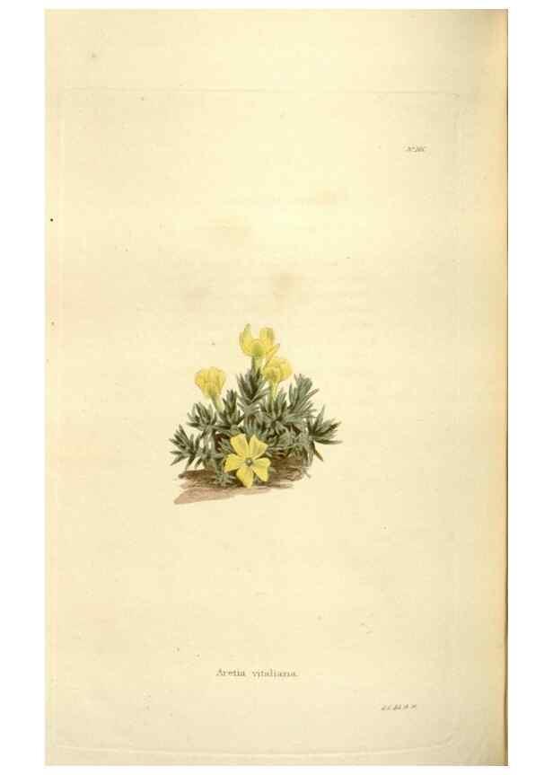 Reproducción/Reproduction 48624035112: The botanical cabinet. London :John & Arthur Arch ...,1817-1833.. 