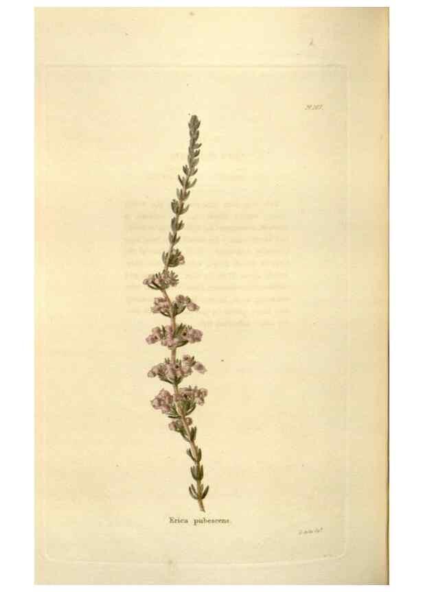 Reproducción/Reproduction 48623888266: The botanical cabinet. London :John & Arthur Arch ...,1817-1833.. 