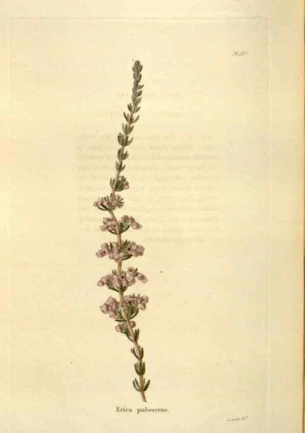 Reproducción/Reproduction 48623888266: The botanical cabinet. London :John & Arthur Arch ...,1817-1833.. 
