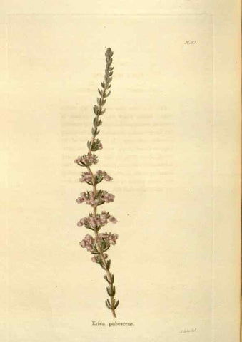 Reproducción/Reproduction 48623888266: The botanical cabinet. London :John & Arthur Arch ...,1817-1833.. 