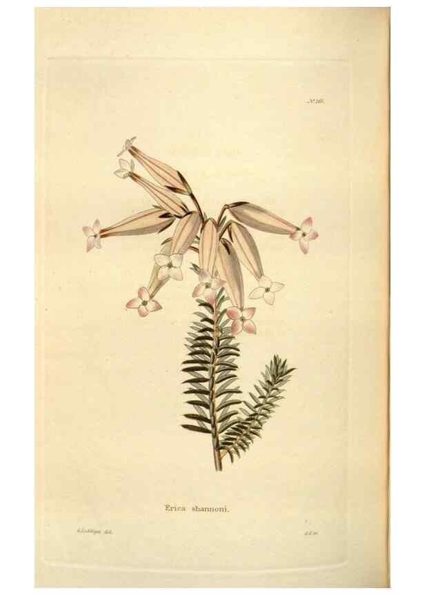 Reproducción/Reproduction 48623888601: The botanical cabinet. London :John & Arthur Arch ...,1817-1833.. 