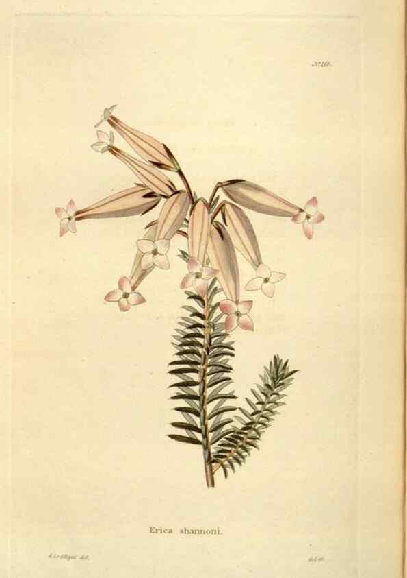 Reproducción/Reproduction 48623888601: The botanical cabinet. London :John & Arthur Arch ...,1817-1833.. 